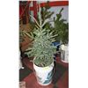 Image 1 : 3.5 FOOT TALL PINE TREE