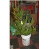 Image 1 : 3.5 FOOT TALL JACK PINE SPRUCE TREE