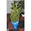 Image 1 : 3 FOOT TALL JACK PINE SPRUCE TREE