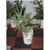 Image 1 : 3 FOOT TALL PINE TREE