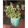 Image 1 : WILD RASPBERRY BUSH