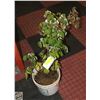 Image 1 : ALBERTA RASPBERRY PLANT