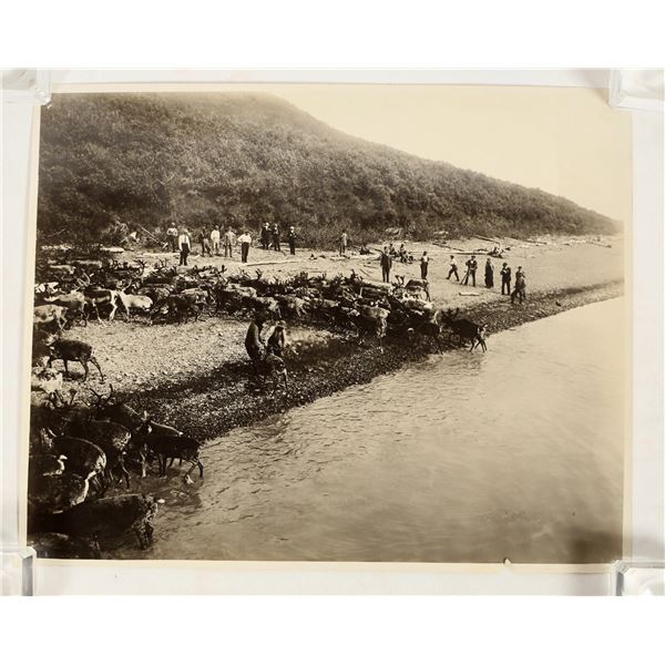 Photo Caribou Crossing River in Alaska [183906]