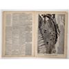 Image 2 : Frank Leslie's Illustrated Newspaper, Jesse James Killed [193861]