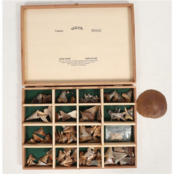 California Fossil Shark Teeth Collection, Plus Bonus Fossilize Sand Dollar [197876]