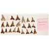 Image 3 : California Fossil Shark Teeth Collection, Plus Bonus Fossilize Sand Dollar [197876]