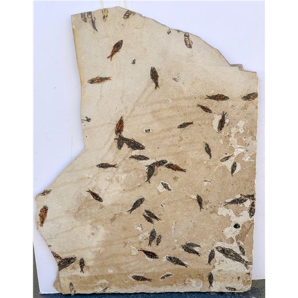 Fossil Fish Plate from Green River  - Stunning! [188277]
