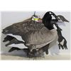 Image 1 : 11 PLASTIC CANADIAN GOOSE DECOYS