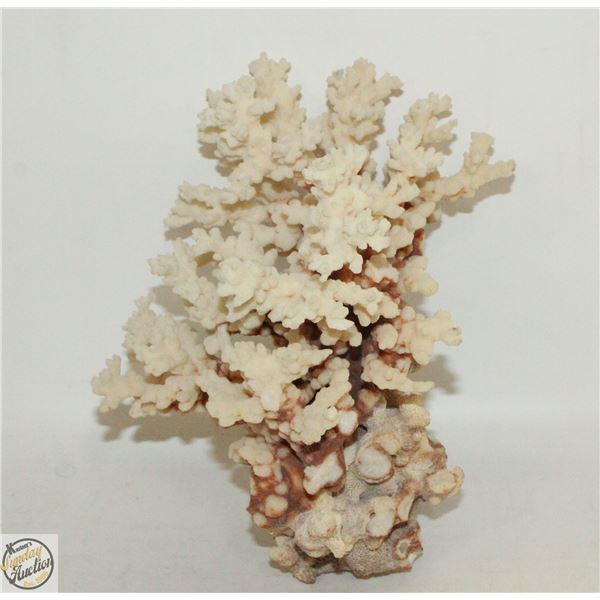 VINTAGE ACROPORA TABLETOP CORAL AGE UNKNOWN