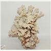 Image 1 : VINTAGE ACROPORA TABLETOP CORAL AGE UNKNOWN