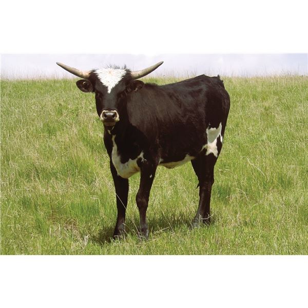 OBryans Switched Legends