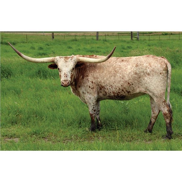 SCRATCH: TC Sister Sweet