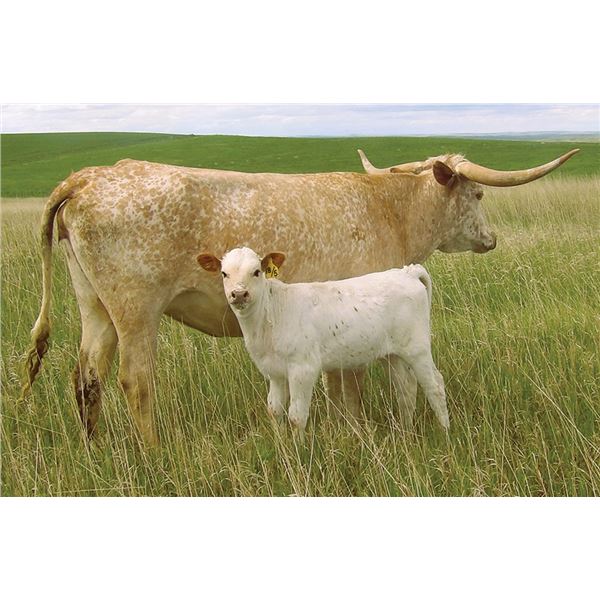 OBryans Quill Winner