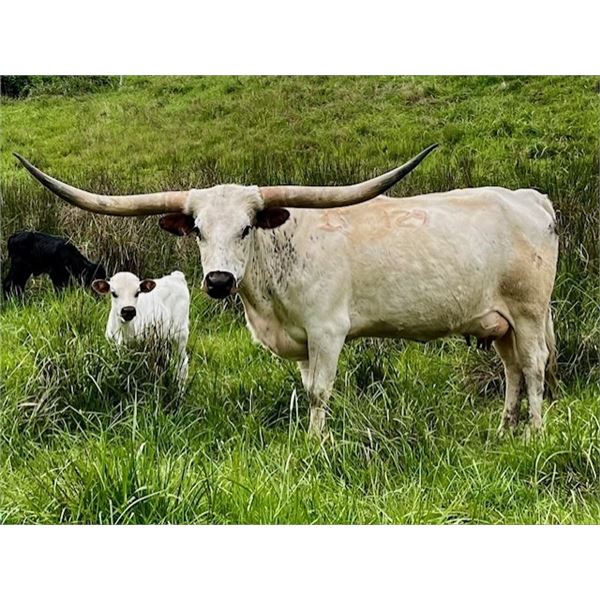 SUB LOT - Lightning Diva