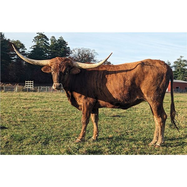 Cote's Hell on Heels