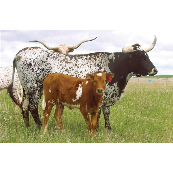 OBryans Country Queen