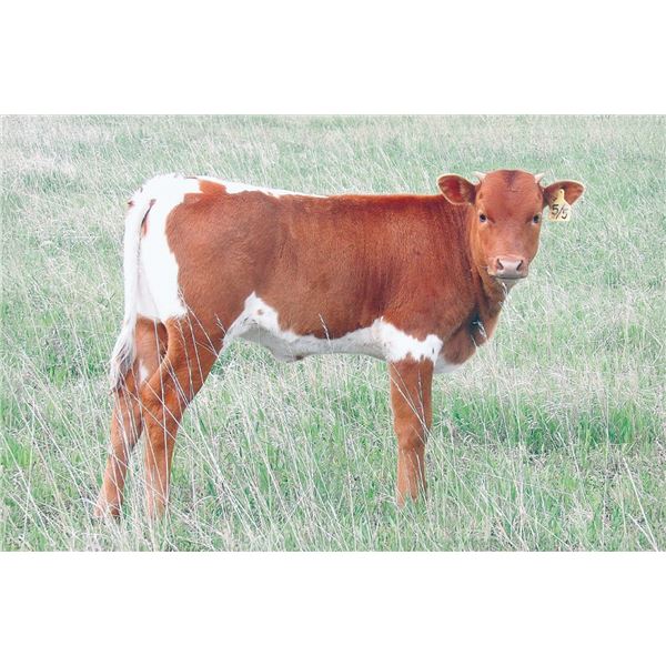 OBryans Absolutely Wins