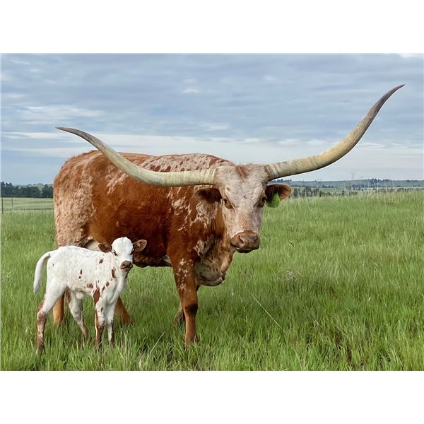 624 TCC SHESA KNOCKOUT