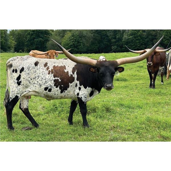 GLR TUFF N CATCHIT GAL