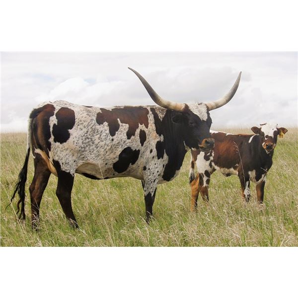 OBRYANS LEGENDS CALIBER