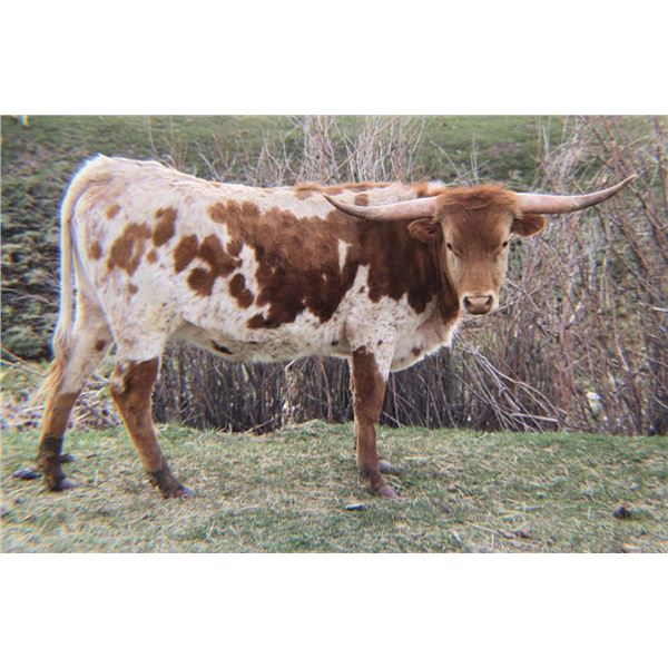 SCRATCH: Iron Maiden 232