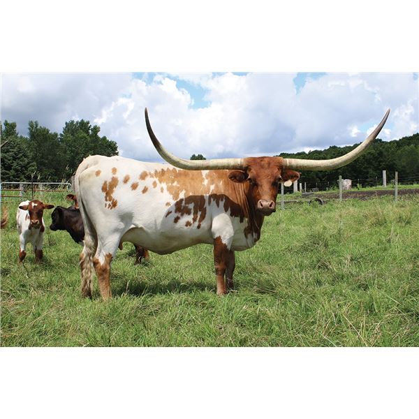 SCRATCH: AA WOW'S FANCY