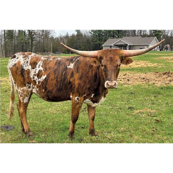 5D Bullseye's Millie