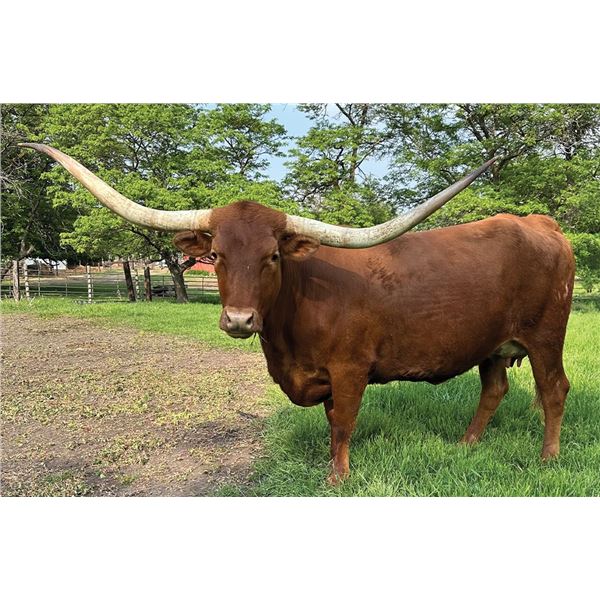 Scratch - Bk Awesome Grande