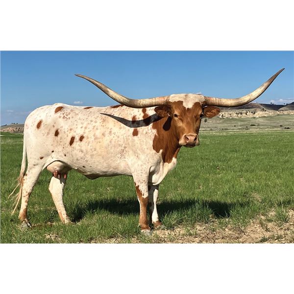 SCRATCH: RED Top Luck Lady