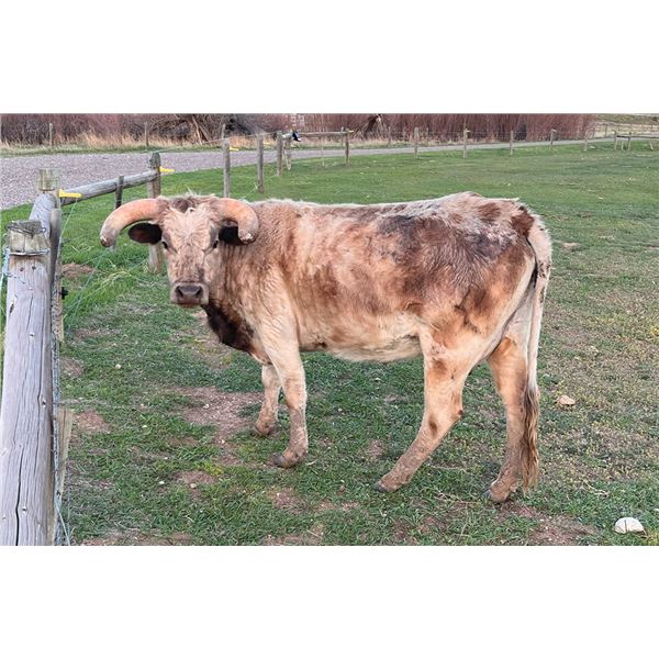 SCRATCH - CSB SO DENIM