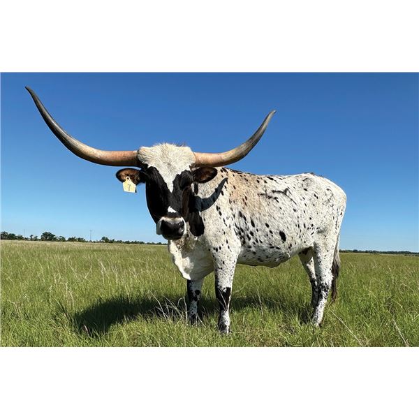 Grace Under Fire 2/1