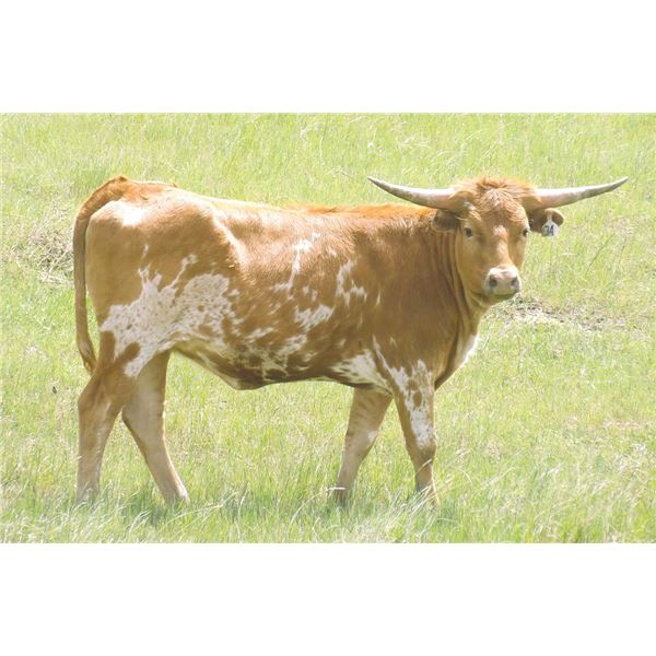 OBryans Double Raffle