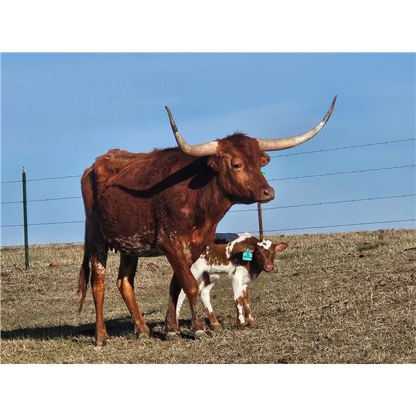 LLL Wild Thing Legacy