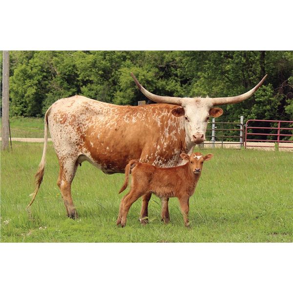 TC Kool Miss Sunshine 322