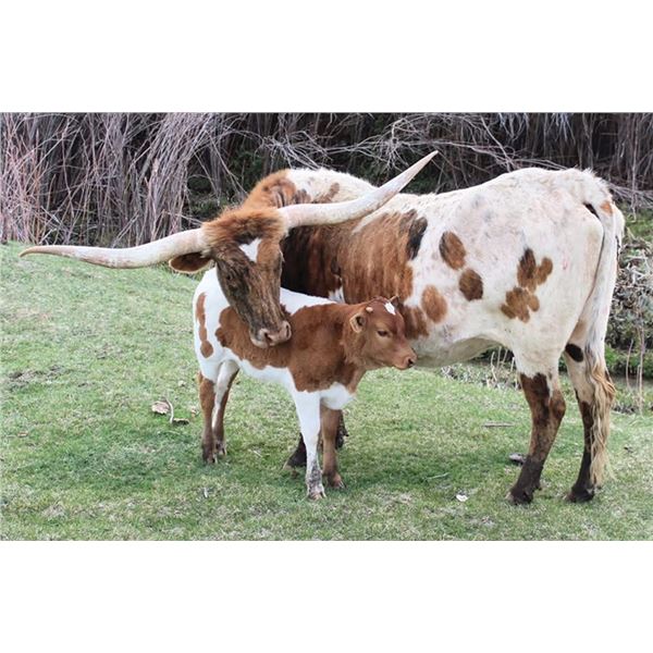 SCRATCH: Tuff Beulah