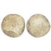 Image 1 : Mughals: Humayun (1st reign, 1530-1556 AD), silver shahrukhi, Lahore mint (fully visible), AH 946