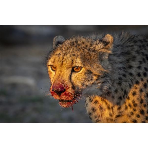 Original African Safari photo