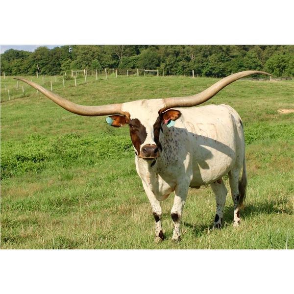 DH COWGIRL TEMPTATION