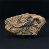 Image 1 : CHRIS PRATT, BRYCE DALLAS HOWARD, SAM NEIL, LAURA DERN SIGNED JRASSIC PARK FOSSIL (KB COA)