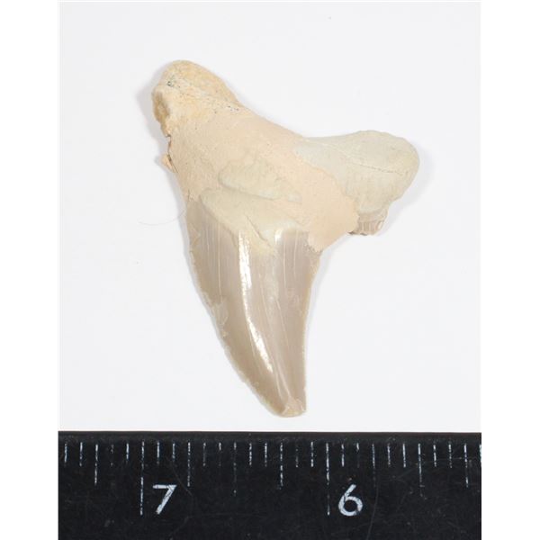 SHARK TOOTH