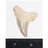Image 1 : SHARK TOOTH