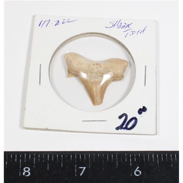 SHARK TOOTH