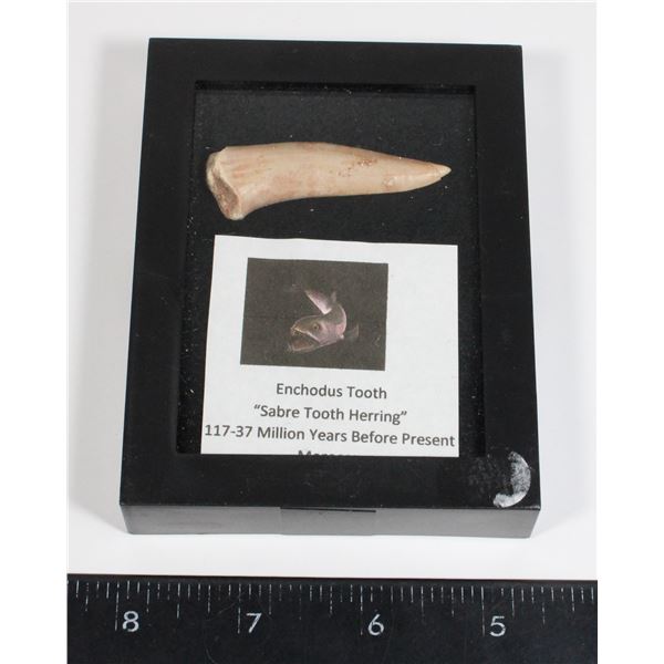 ENCHODUS TOOTH SABRE TOOTH HERRING IN CASE