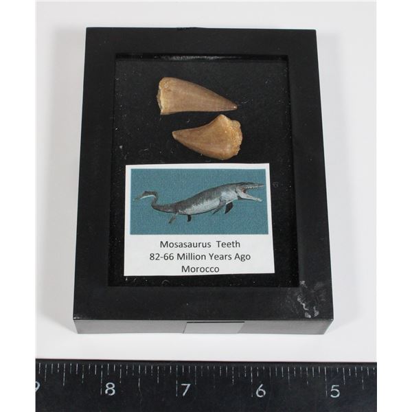 MOSASAURUS TEETH IN CASE