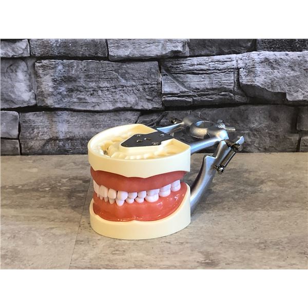 Teeth Model for Dental Teaching - Adult - 32 Teeth - Brand New