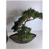 Image 4 : Black Garbage Bin, Decorative Bonsai Tree - PICK UP ONLY