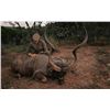 Image 4 : South Africa Hunt for 3 Hunters with 3 Trophy Fees