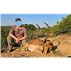 Image 6 : South Africa Hunt for 3 Hunters with 3 Trophy Fees