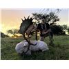 Image 4 : Argentina Big Game Red Stag Experience for 2 Hunters and 2 Trophy Fees