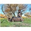Image 5 : Argentina Big Game Red Stag Experience for 2 Hunters and 2 Trophy Fees